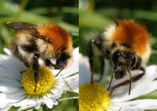 Bombus pascuorum