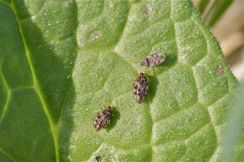 Dictyla humuli