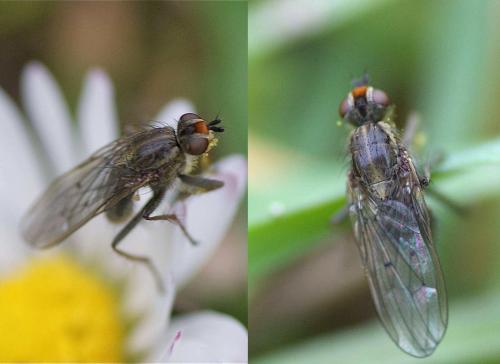 Scathophaga stercoraria