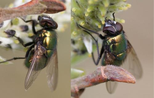 Réf. 116 612 : Neomyia viridescens
