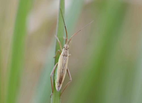 Notostira sp.