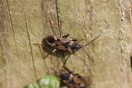 Rhyparochromus vulgaris