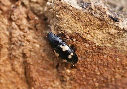 Glischrochilus quadriguttatus