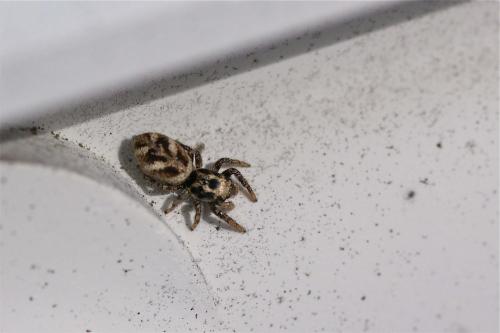 Salticus scenicus