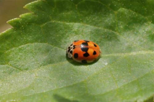 Adalia decempunctata