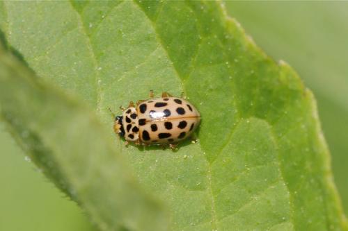 Anisosticta novemdecimpunctata