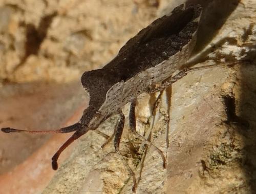 Enoplops scapha