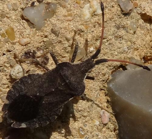 Réf. 116 311 : Enoplops scapha