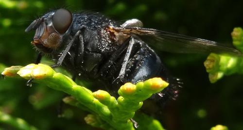Calliphora vicina
