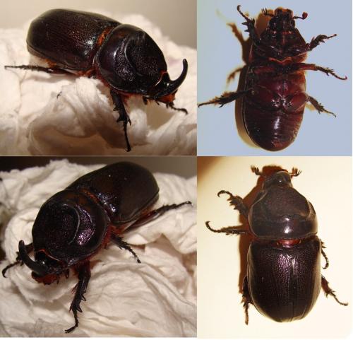 Oryctes rhinoceros