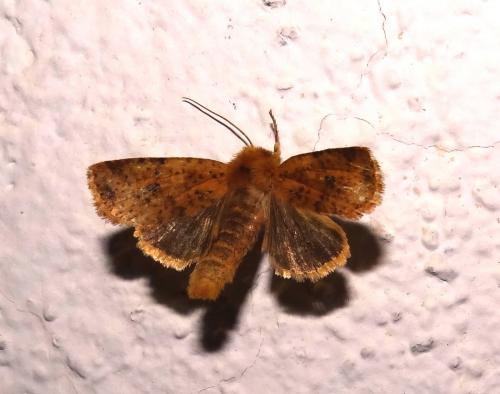 Réf. 116 466 : Conistra rubiginea