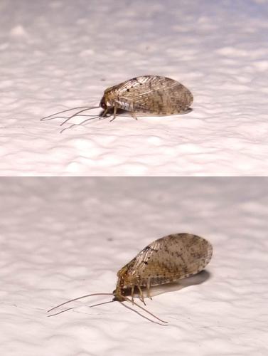Réf. 116 795 : Hemerobius sp.