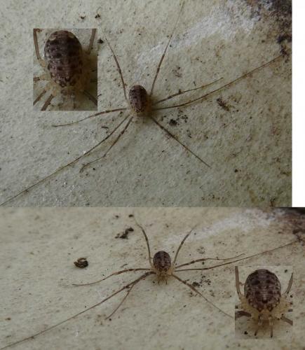 Nelima sp.