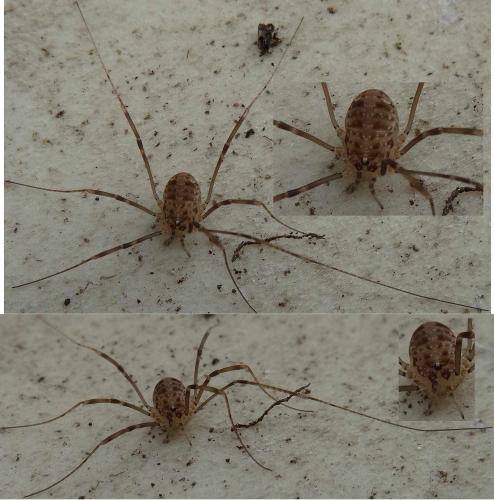 Réf. 116 238 : Nelima sp.