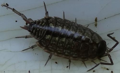 Philoscia muscorum