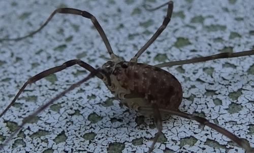 Nelima sp.