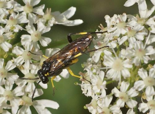 Réf. 116 088 : Macrophya montana
