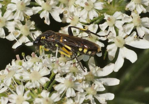 Macrophya montana