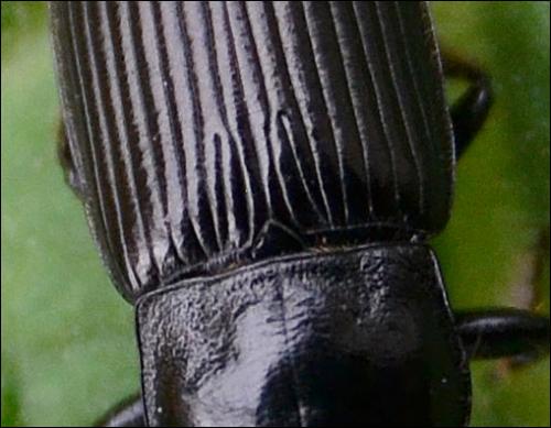 Anisodactylus signatus