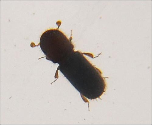 Cyclorhipidion bodoanum