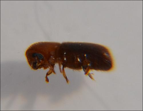 Cyclorhipidion bodoanum