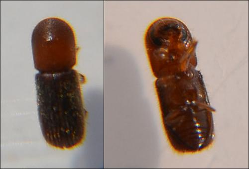 Cyclorhipidion bodoanum
