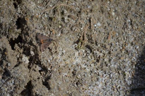 Boudinotiana notha