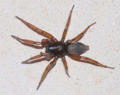 Gnaphosa dolosa