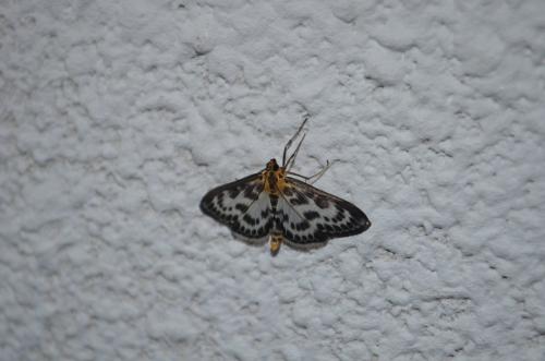 Réf. 116 050 : Anania hortulata