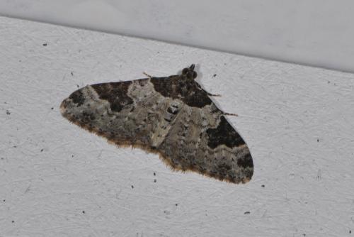 Xanthorhoe fluctuata