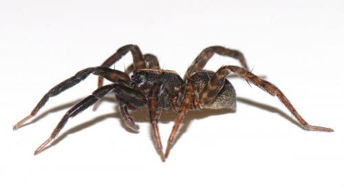 Trochosa hispanica
