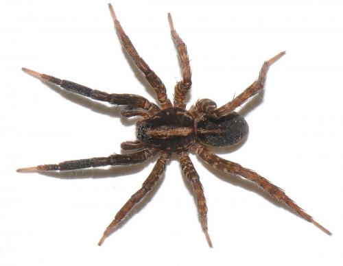 Trochosa hispanica