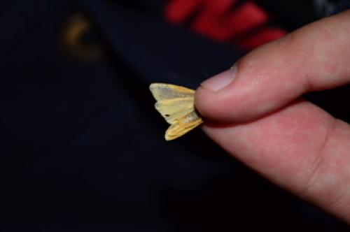 Eilema sp.
