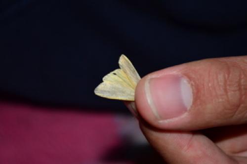 Eilema sp.