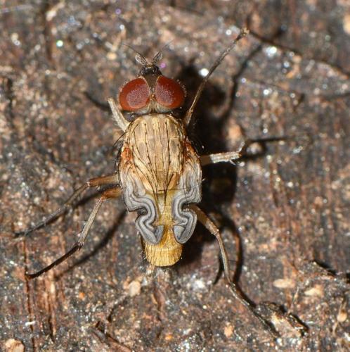 Phaonia sp.