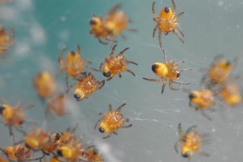 Araneus diadematus