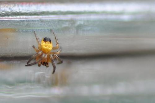 Araneus diadematus