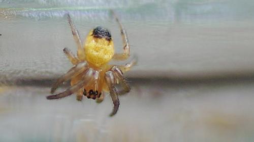 Araneus diadematus