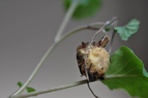 Réf. 116 898 : Araneus diadematus