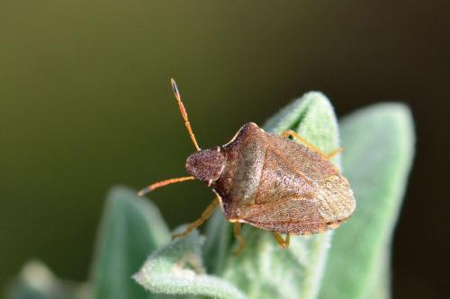 Réf. 116 690 : Peribalus strictus strictus