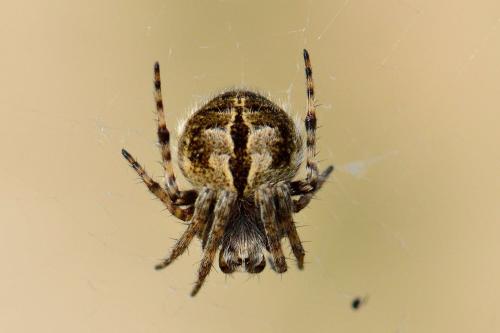 Agalenatea redii