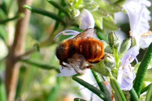 Osmia sp.