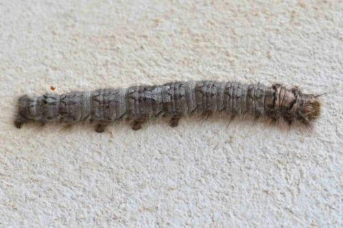 Dendrolimus pini