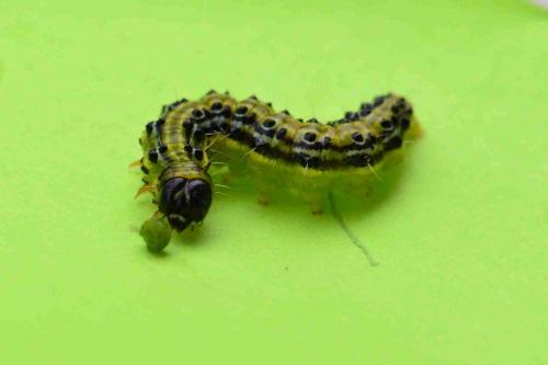 Cydalima perspectalis