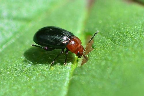 Podagrica fuscipes