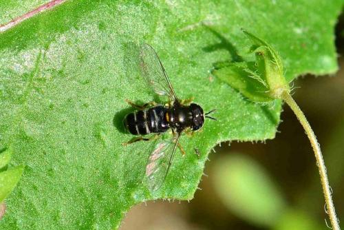 Réf. 116 809 : Paragus sp.