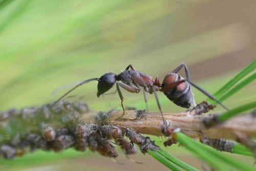 Camponotus cruentatus