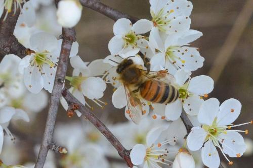 Réf. 116 856 : Apis mellifera