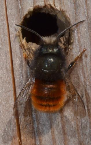 Osmia cornuta