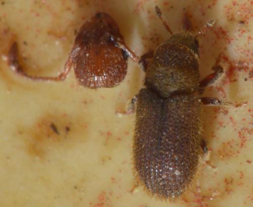 Kissophagus vicinus